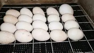 Оплод и неоплод - проверяю инкубатор