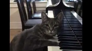 Gatto al pianoforte