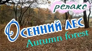 Осенний лес у реки. Релакс под музыку #nature #природа #relax