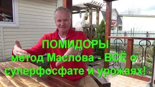 58. ПОМИДОРЫ - всё о суперфосфате к методу Маслова и урожае!
