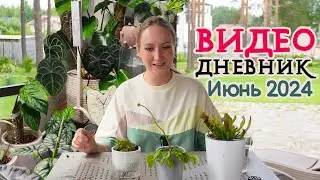 ВИДЕОДНЕВНИК цветовода | Июнь 2024 | Новые КРОТОНЫ 💚 Пересадки