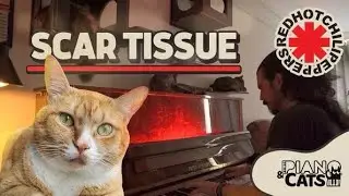 Scar Tissue - Red Hot Chili Peppers (Piano Cover)