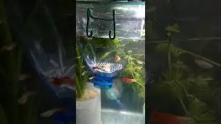 Нерестовик (spawning) для живородящих своими руками(spawning handmade)