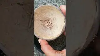 adeniumseeds |planting adenium with seeds|