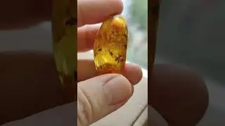 Янтарь с инклюзами 12 насекомых