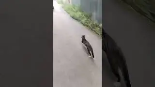 Кот встречает собаку!