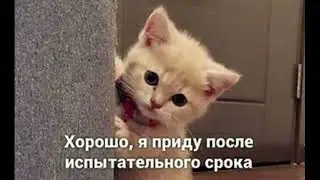 Испытательный срок