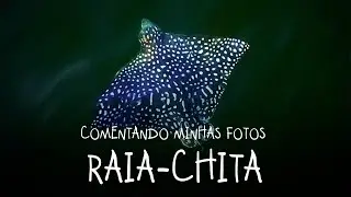 Raia-chita fotografada com Drone na Baía das Tartarugas, em Vitória-ES - COMENTANDO MINHAS FOTOS