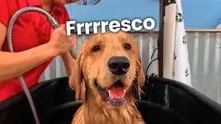 Llevo a mi perro al peluquero ✂️ 🐶