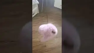 мой пет
