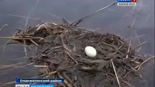 Челябинскую область облюбовали редкие птицы