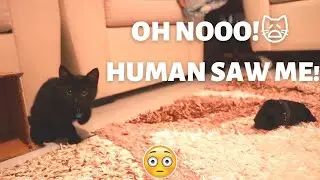 Clever Kitten is playing with socks 🧦! 😻