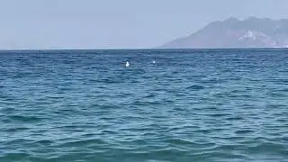 Το τραγούδι της λίμνης - cover