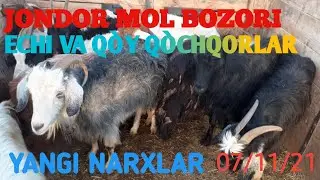 JONDOR MOL BOZORI ECHKI VA QÒY NARXLARI 07 11 2021