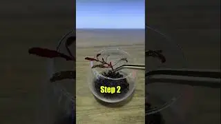 World’s Smallest Fish Tank..