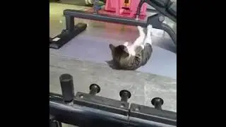 😼💪