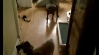 Trio runs