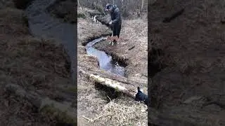 Щенок Бассенджи у ручья.
