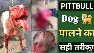 #pitbulldogsstatus Pitbull dogs new 2022 part1 Pitbull dogs mp3 #Pitbulldogs