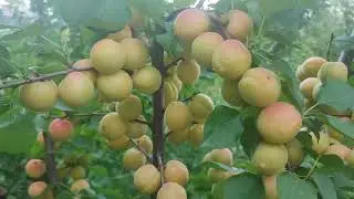New! Apricot Sugar Pearls. Абрикос сорт Шугар Перлз. Врожайність та смакові якості вражають