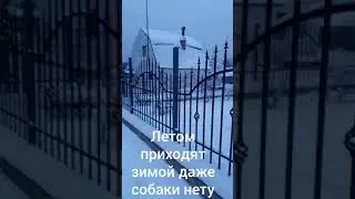 СНТ Санкт-Петербург 2020 г.