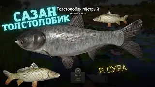 Русская рыбалка 4 (РР4) р. Сура САЗАН, Толстолобик Russian fishing 4 Sura river Carp, Silver carp