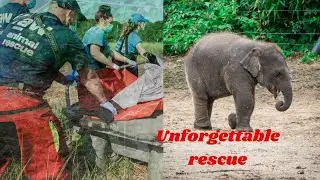 Unforgettable Rescue | Baby Elephant Return To The Wild