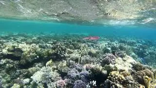Egypt, Marsa Alam, Abu Dabbab Bay,  2021