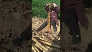 Do You Know What This Is❓💯💡#shorts #farming #farm #harvest #harvesting