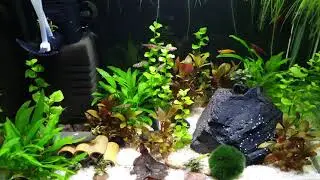 Garnelen ASMR / Garnelen Neocaridina, Military Helmet Rennschnecke und Boraras naevus  Timelapse