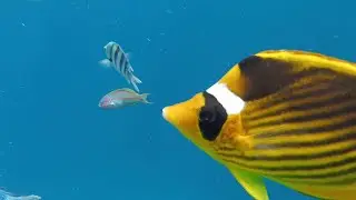 Рыбы в Красном море. Шарм-эль-Шейх 2022
