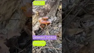Грибы 