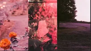 My Passion for Film Photography - Shooting Lomo 800 & LomoChrome Purple
