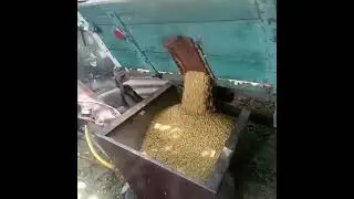 Використовую протруювач замість перегрузчика...