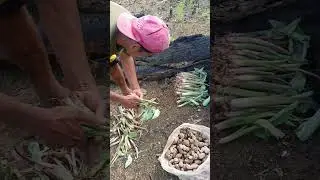 Sa videong ito ay magtatanim kami ng gabi luya at ube sa kaingen.