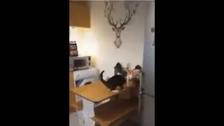 Лучшая защита это нападение - Кота застукали на кухне, как он лазит по столу