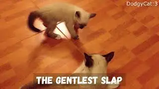 Cat Slaps Everything on Planet
