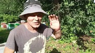 Пчеловодство.Хейтерам от хайперов:)