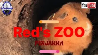Ranger Reds Zoo - Pinjarra - Western Australia