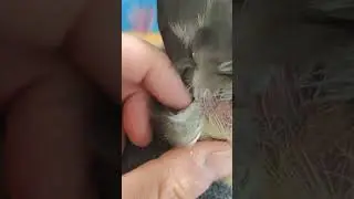 Cincin head scratch with my finger