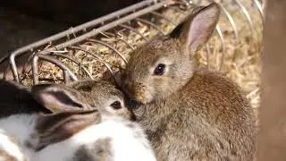 Rabbit Home 🌹2022 New Videos subscirbe my chennel