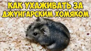 Джунгарский хомяк - уход и содержание. Как ухаживать за джунгарским хомяком