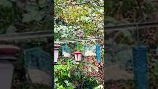 Highlight VIDEO CAM Backyard Wildbirds Pacific Northwest #pnw #wildbirds  #backyard