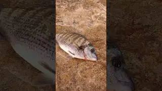 Вот и я разловился в этом сезоне по зубарю. Рыбалка в Ялте 2024.