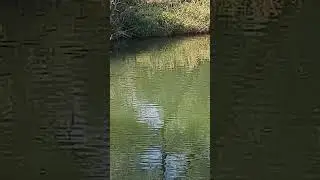 Молодняк кайфует на солнышке! 👍 В пруду у Виктора!
