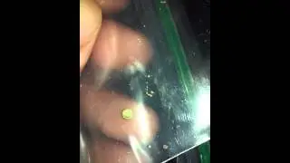 Kush seed