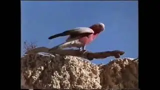 Napoleon (1995) - Basket Case - Sparta Remix