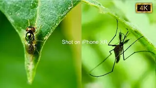 iPhone XR 4k video test / macro photography 2021