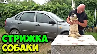 Как подстричь собаку ножницами в домашних условиях в 2023 году || Стрижка собаки на ускорении