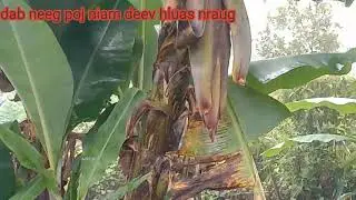 Poj niamdeev hluas nraug